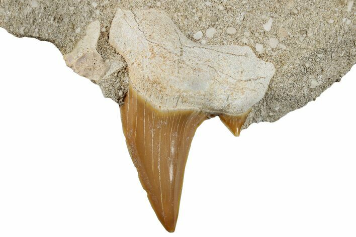 Otodus Shark Tooth Fossil in Rock - Morocco #257659
